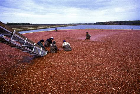 Cranberry harvest in New Jersey image - Free stock photo - Public ...