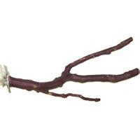 Manzanita Branched Perch 20″ – West Coast Tropical