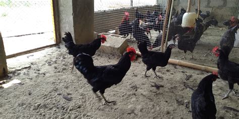 Australorp Breeders available in Islamabad – ChicksBazaar