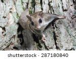 Flying Squirrels Free Stock Photo - Public Domain Pictures