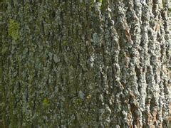 tree identification | identify bark of trees