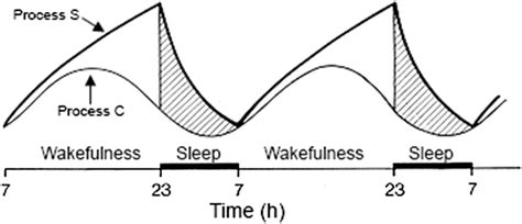 The Two Processes Model of Sleep Control. The sleep–wake cycle is... | Download Scientific Diagram