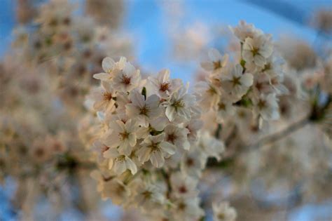 Relationships With Nature: Cherry Blossom