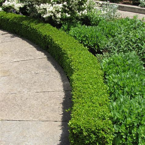 Green Velvet Boxwood | Platt Hill Nursery