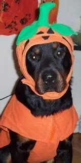 20+ Hilarious Rottweiler Dogs in Halloween Costumes - Rottweiler Life