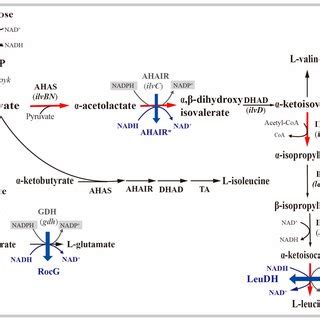 Enzyme activities for the l-leucine biosynthesis by C. glutamicum ...