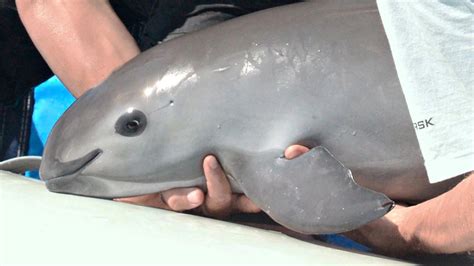 Meet The Stunning Vaquita – The Rarest Animal Species With Only 10 ...