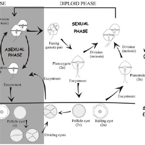 The life cycle of dinoflagellates, including all possible described... | Download Scientific Diagram