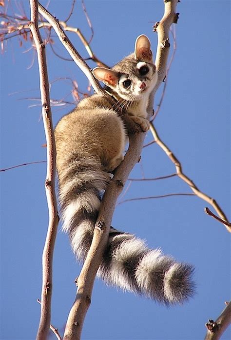 Ringtail Cat: Cutest in North America | Featured Creature