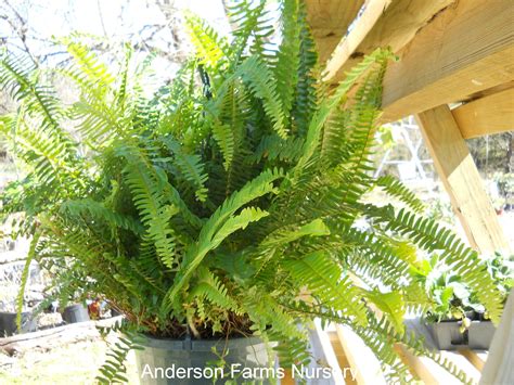 10" Fern Hanging Basket. $12.97 | Farm nursery, Farm, Plants