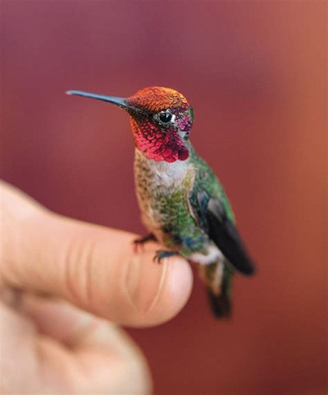 Hummingbird Research at UBC | MONTECRISTO