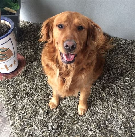 Dog delivers groceries to neighbor in need during coronavirus ...