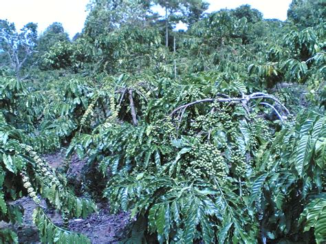 Gambar Perkebunan Kopi Muaradua Iklan Gambar Kebun di Rebanas - Rebanas