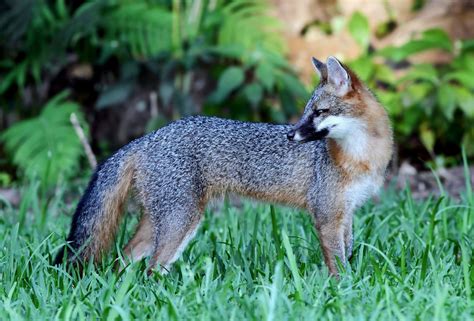 Gray foxes in the Southeast compete with coyotes for food - Earth.com