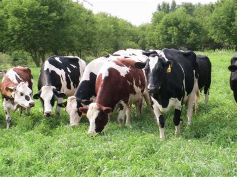 Introduction to Organic Dairy Farming - eXtension