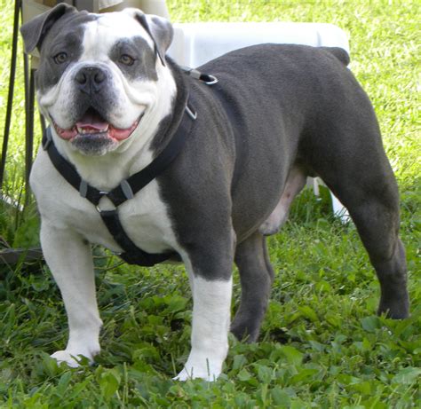 Olde English Bulldogge Wallpapers at http://www.hdwallcloud.com/olde ...