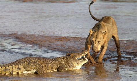 Lions vs other wild animals - Mirror Online