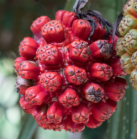 Kewra Flower Essential Oil (Pandanus) - Hermitage Essential Oils