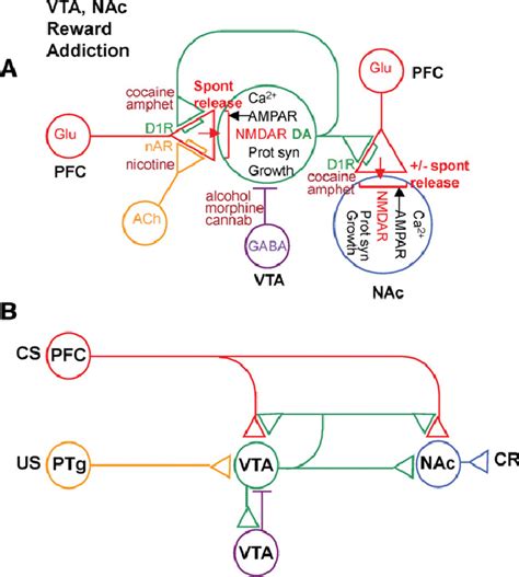 Novel synaptic (A) and circuit (B) mechanisms in ventral tegmental area ...