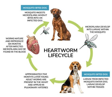 Heartworm Disease: Signs, Symptoms & Treatment | Australian Dog Lover