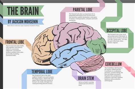 A Look at the Brain | Visual.ly | Brain diagram, Brain structure, Early intervention speech therapy