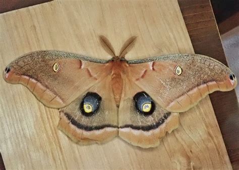 Antheraea polyphemus (Polyphemus Moth) – 10,000 Things of the Pacific Northwest