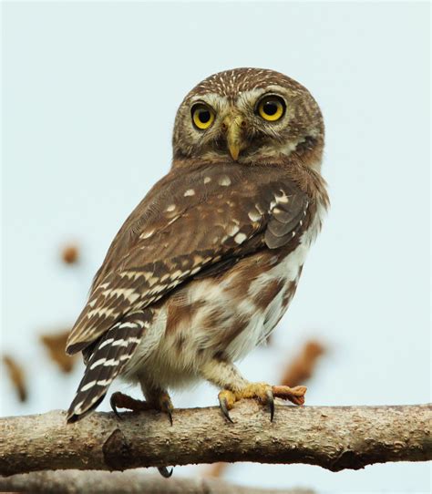 Details : Ferruginous Pygmy Owl - BirdGuides