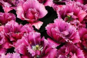 Purple Carnation Meaning & Symbolism (Calmness & Creativity)