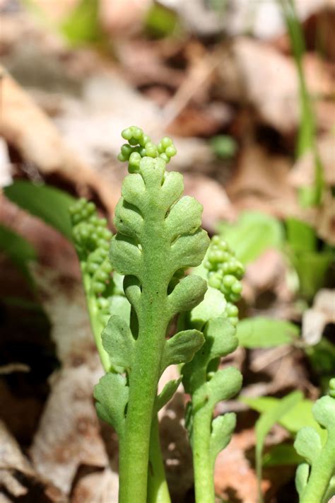 Botrychium spathulatum | Ferns and Lycophytes of the World