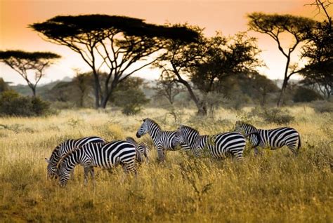 19 Zebra Facts - Fact Animal