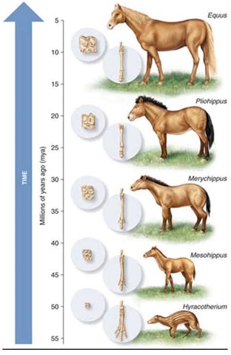 horse – eFossils.net