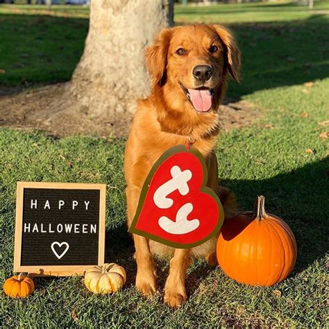 Photos of Cute Golden Retrievers in Halloween Costumes | POPSUGAR Pets