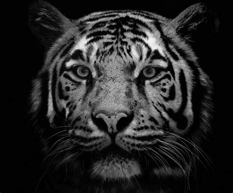 🔥 [40+] Black and White Tiger Wallpapers | WallpaperSafari