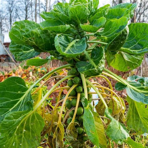 How to Grow Brussels Sprouts in the Home Garden - Simplify, Live, Love