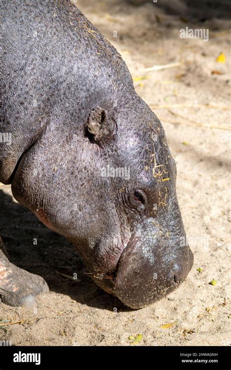 Hippo habitat loss hi-res stock photography and images - Alamy