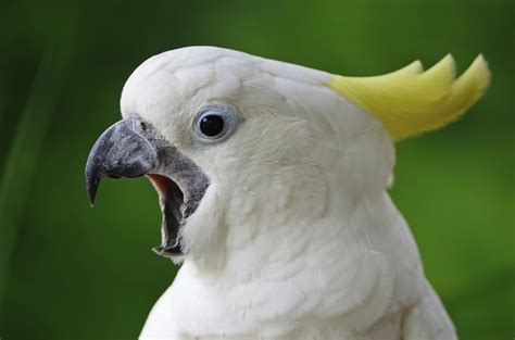 How to Stop Your Cockatoo From Screaming for Attention | Cuteness