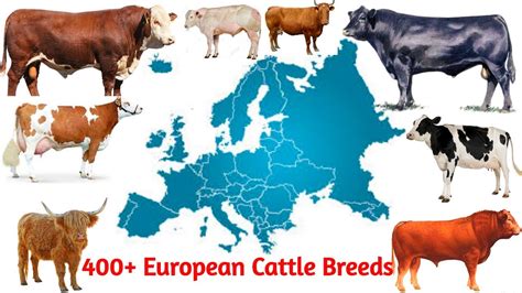 Different Breeds of Cattle from Europe with Countries of Origin ...