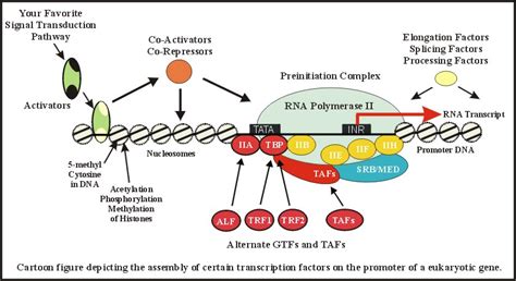 RNA POLYMERASE II Project 4 BCHM465