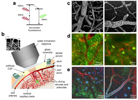 Two-photon microscopy of in vivo brain function. (a) Basic mechanism of ...