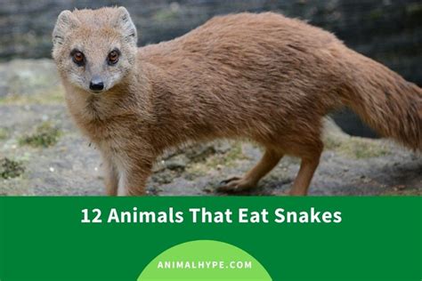 What Animals Eat Snakes? (List of Snake Predators) - Animal Hype