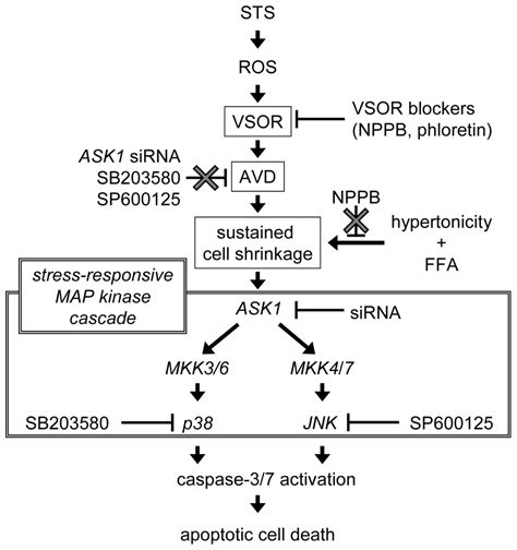 IJMS | Free Full-Text | The Apoptotic Volume Decrease Is an Upstream ...