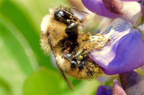 Climate vice squeezes bumblebee habitat from north and south | New ...