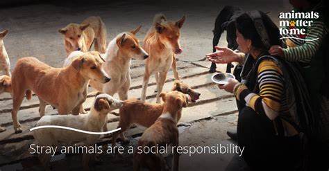 Stray Animals Are A Social Responsibility - Animal Matter To Me