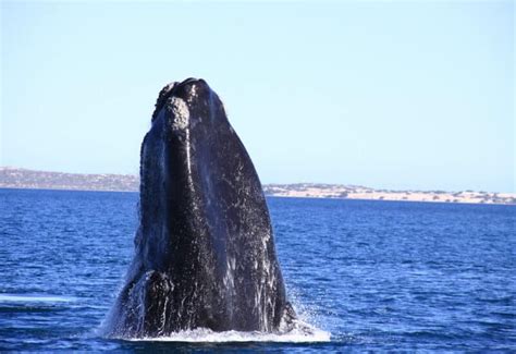 Whale Watching Tours in the Great Australian Bight from Adelaide