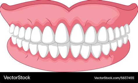 Cartoon model of teeth isolated on white Vector Image