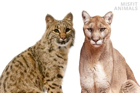 Bobcat Vs. Mountain Lion: 4 Key Differences Explained