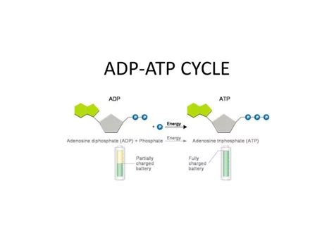 Diagram Of Atp Adp Cycle - Diagram Media