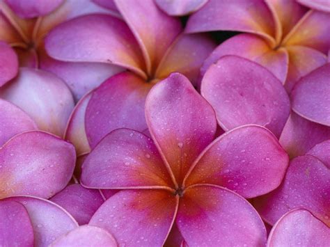 Hawaiian Flower Wallpapers - Wallpaper Cave