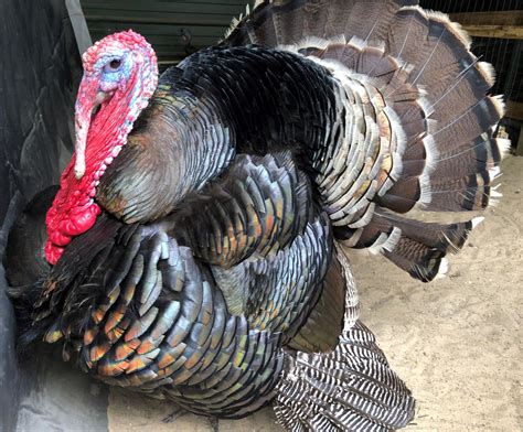 Osceola Turkeys — Allison Family Farm