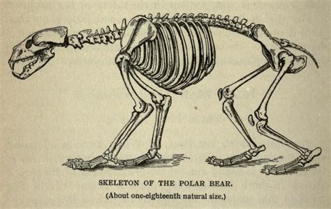 Biomedical Ephemera, or: A Frog for Your Boils — Polar Bear Skeleton The polar bear is built ...